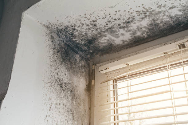 Affordable Attic Mold Removal solutions in Strasburg, CO