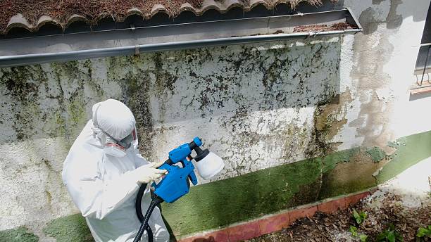 Top rated local Attic Mold Removal specialists in Strasburg, CO